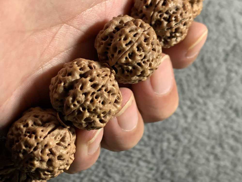 尼泊尔五瓣粗筋满肉梅花双龙一条毕业的串