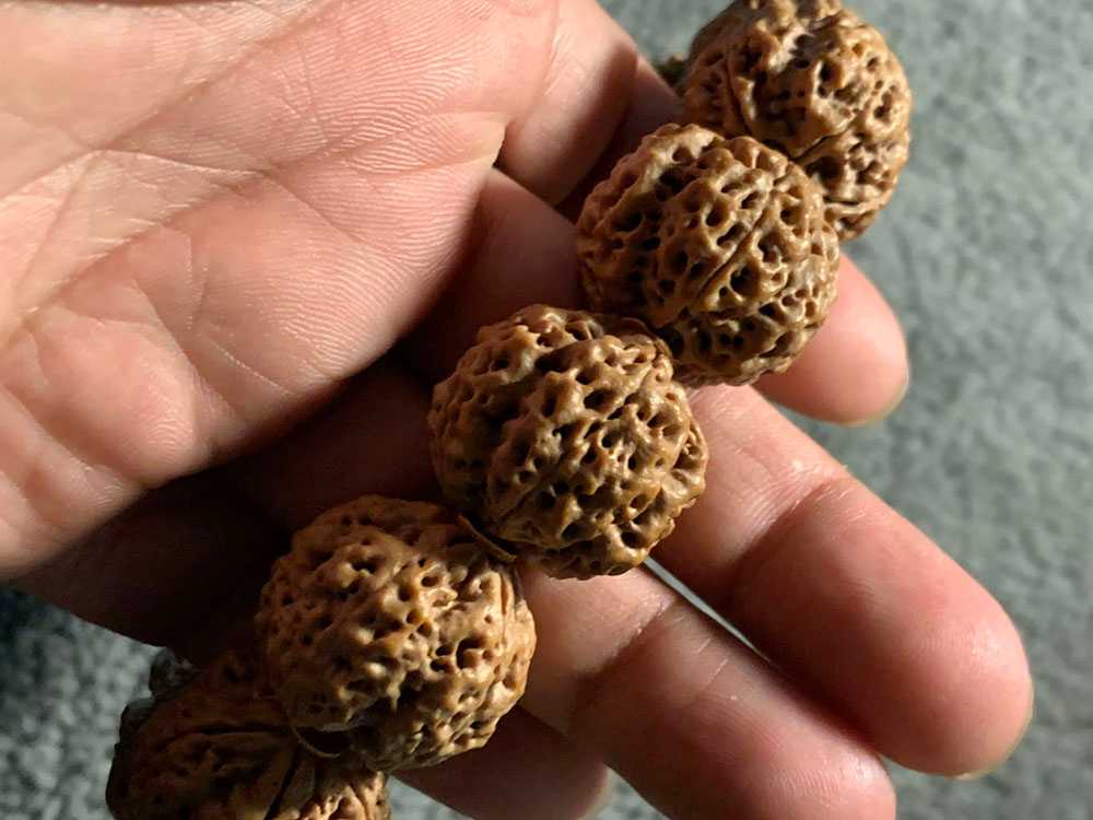 尼泊尔五瓣粗筋满肉梅花双龙一条毕业的串