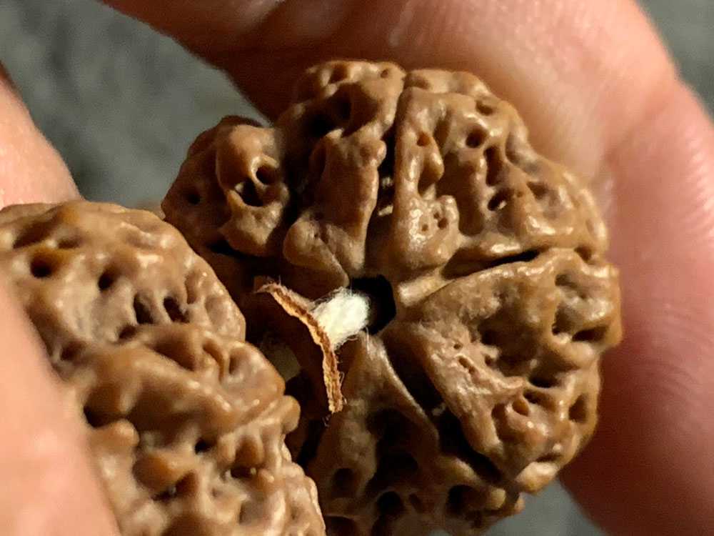 为何你的金刚菩提上色缓慢?解析金刚菩提包浆变色影响因素